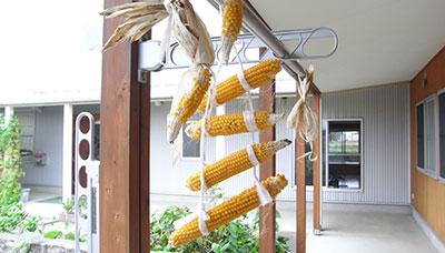 大きなとうもろこし！