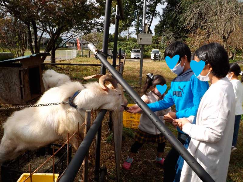 近隣のヤギの見学